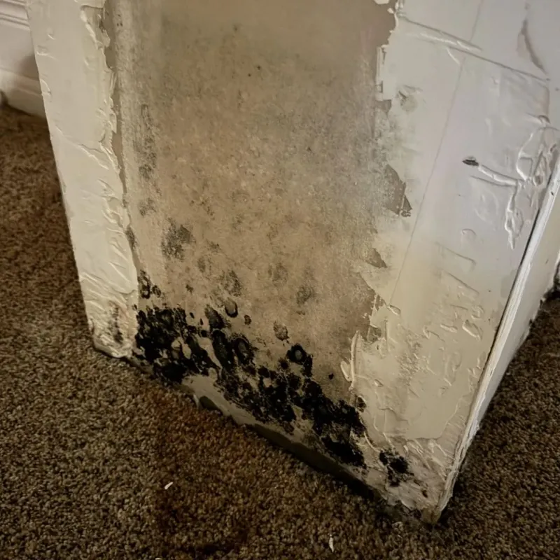 Professional Mold Removal in Mount Plymouth, FL